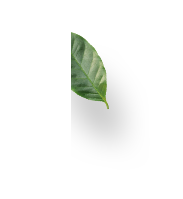 leaf leaf